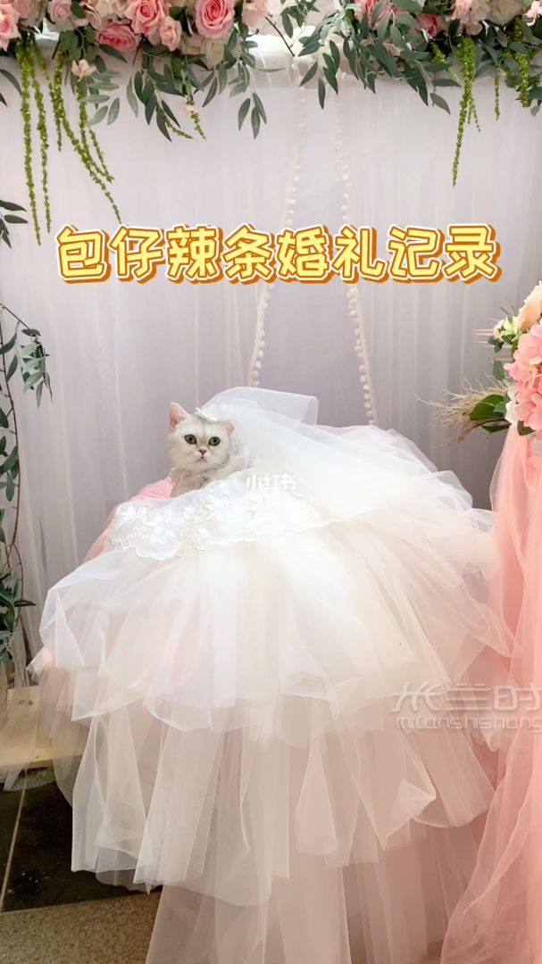 包仔辣條的婚禮記錄 《包仔辣條結(jié)婚記》_1