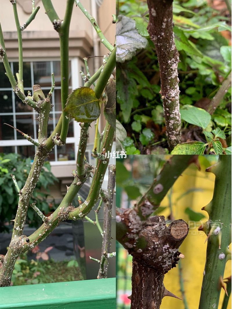 只要常備5種藥 你家的月季穩(wěn)了_4