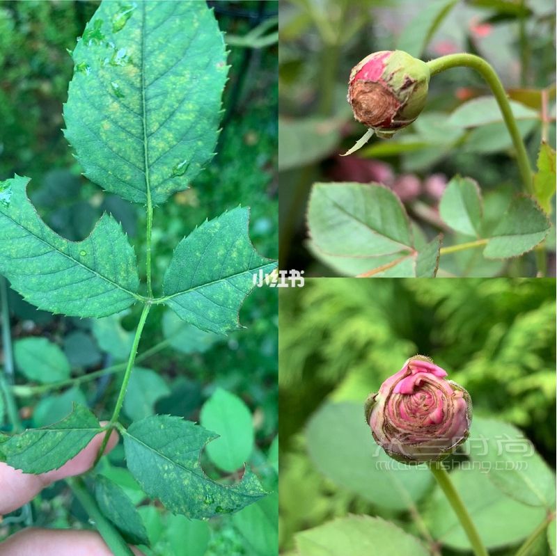 只要常備5種藥 你家的月季穩(wěn)了_6