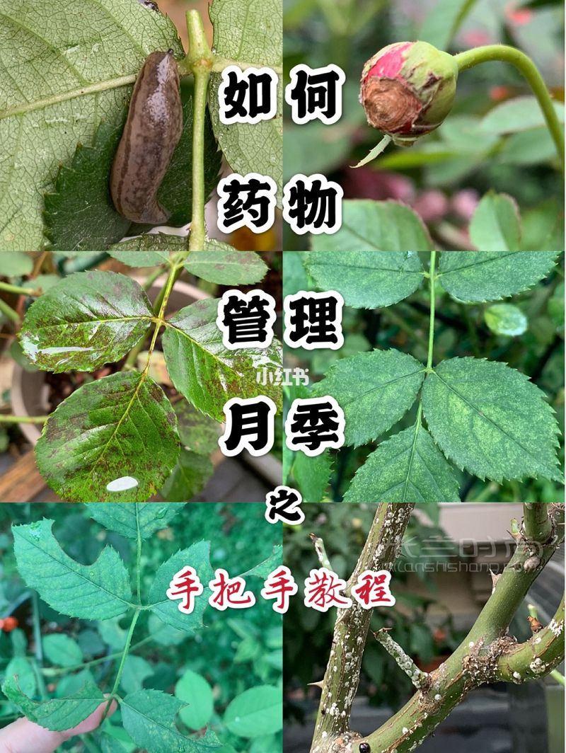 只要常備5種藥 你家的月季穩(wěn)了_1