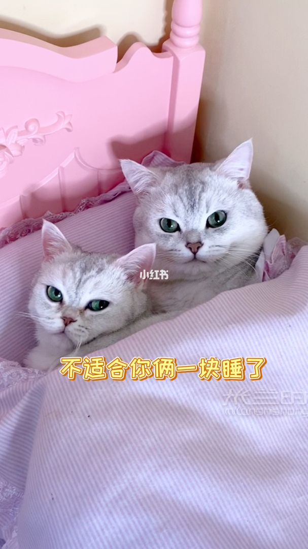 包仔想給辣條一個驚喜 《辣條懷孕記》第四集_1