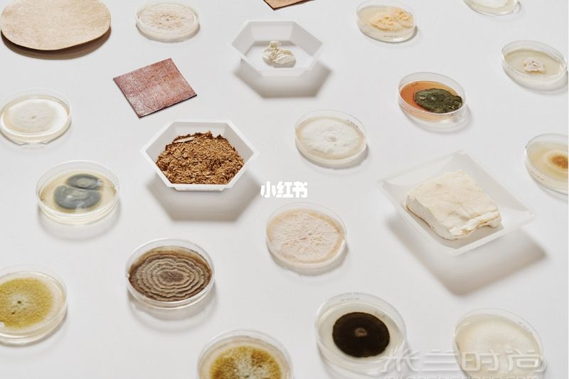生物設(shè)計 2021時尚品牌將采用蘑菇皮革_1
