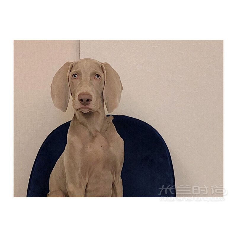 養(yǎng)一條超適合拍片的狗 小眾帥狗威瑪獵犬_7