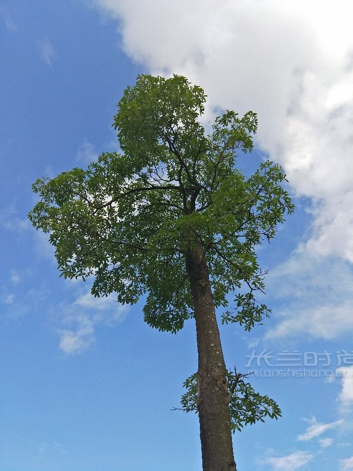 英語(yǔ) 法語(yǔ)名 蘇格蘭植樹節(jié)去哪玩_5